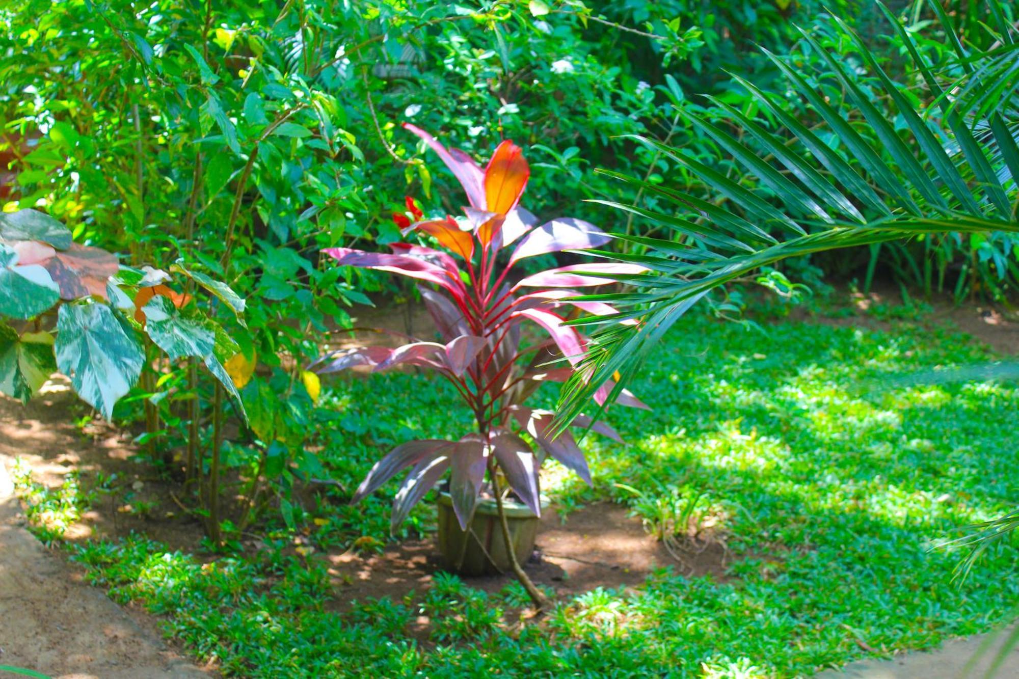 Sunrise Cottage Sigiriya Exterior photo